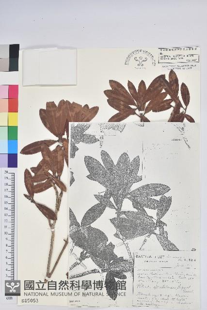 糠秕杜鵑花藏品圖，第1張