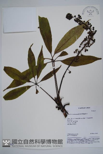 臺灣鵝掌柴藏品圖，第1張