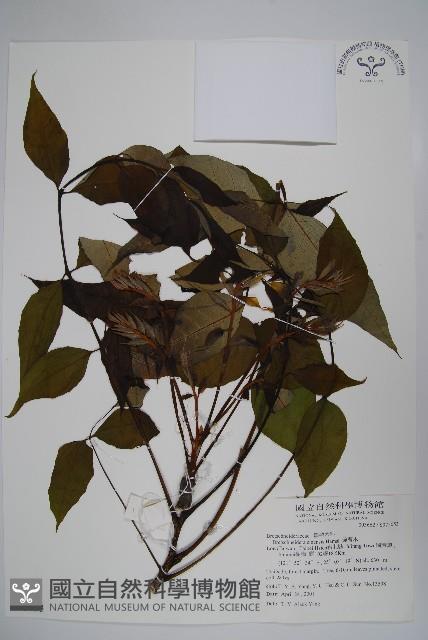 鐘萼木藏品圖，第1張