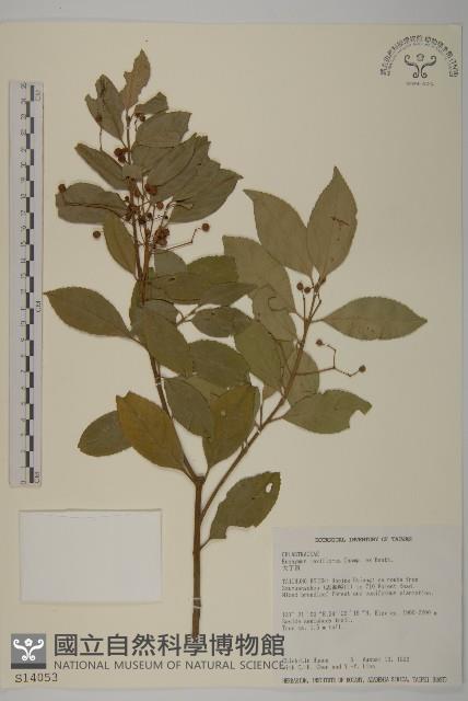 大丁黃藏品圖，第1張