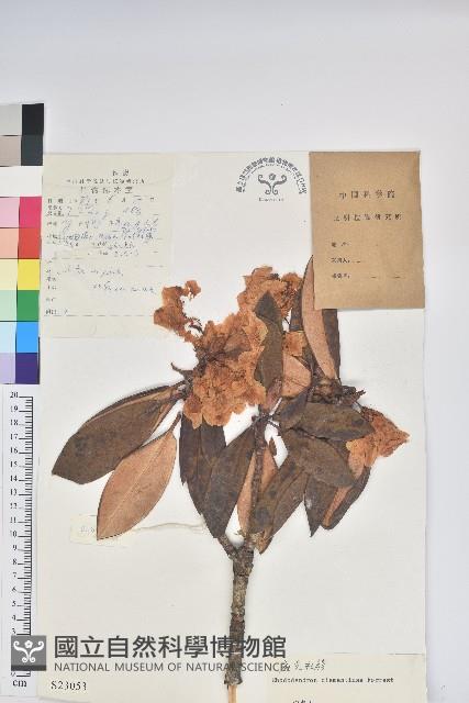 麻點杜鵑藏品圖，第1張