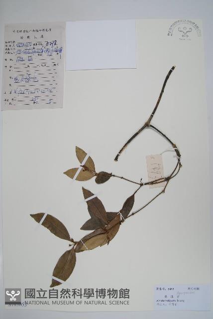 串珠子藏品圖，第1張