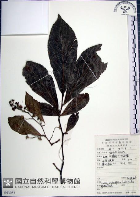 紅皮、葉下白、赤仔尾藏品圖，第1張