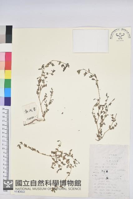 Accession Number:S143053 Collection Image