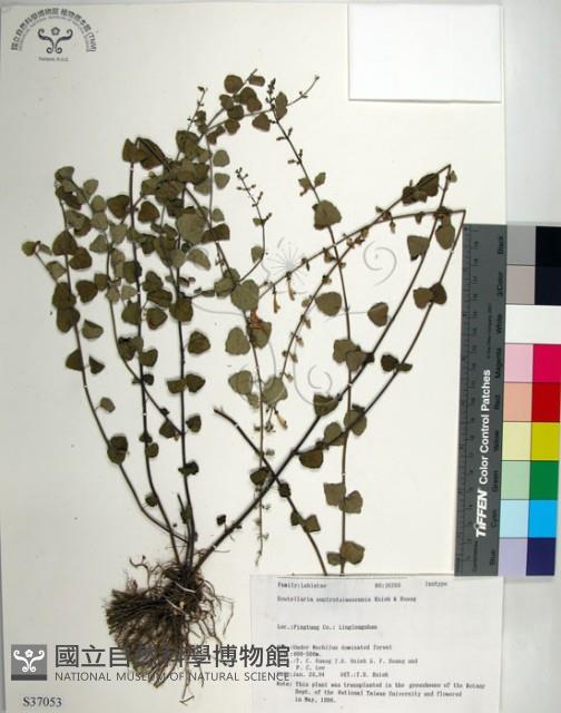 南台灣黃芩藏品圖，第1張