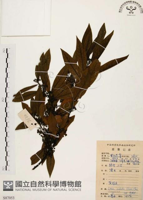 山胡椒藏品圖，第1張