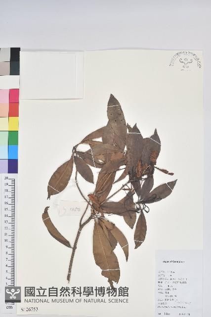 多花杜鵑藏品圖，第1張