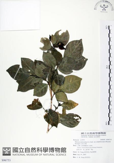 長果月橘藏品圖，第1張