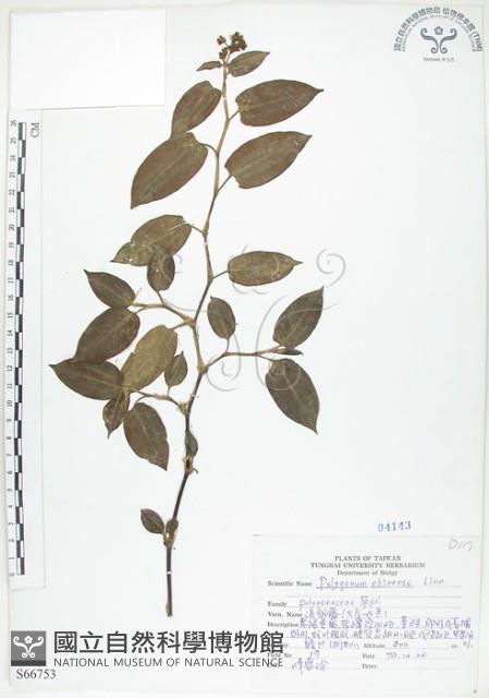 火炭母草、清飯藤藏品圖，第1張