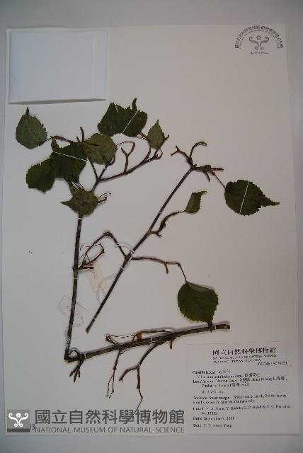 樺葉莢迷、玉山莢迷藏品圖，第1張