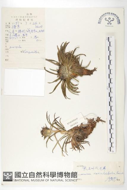 鳶尾葉風毛菊藏品圖，第1張