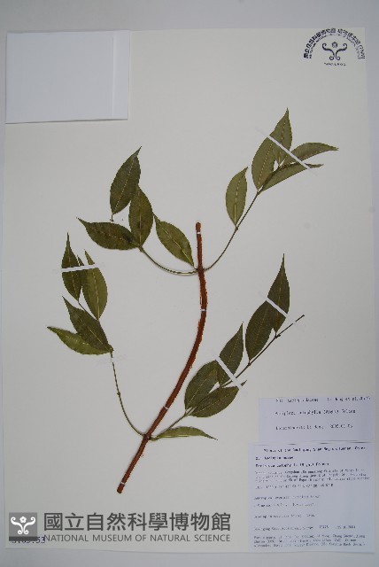 青蛇藤藏品圖，第1張