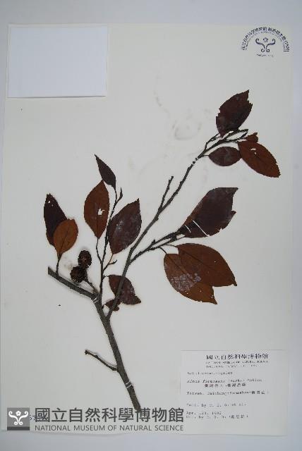 臺灣赤楊、臺灣榿木藏品圖，第1張