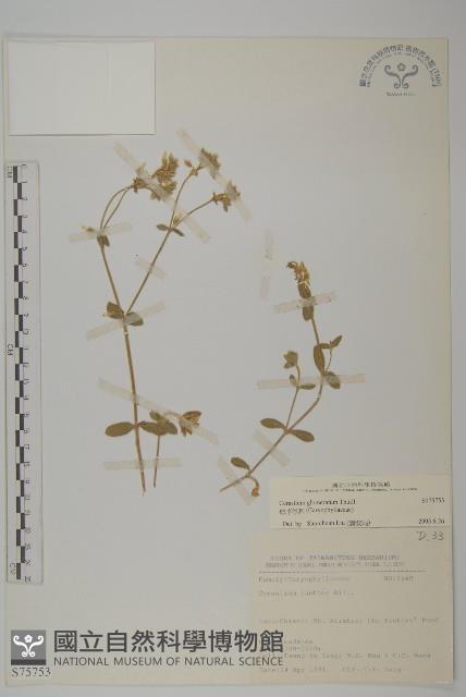 球序卷耳藏品圖，第1張