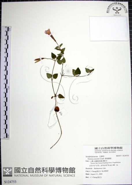 倒地蜈蚣藏品圖，第1張