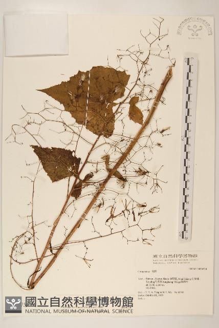 登錄號:S034753藏品圖，第1張