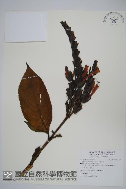 金葉木藏品圖，第1張