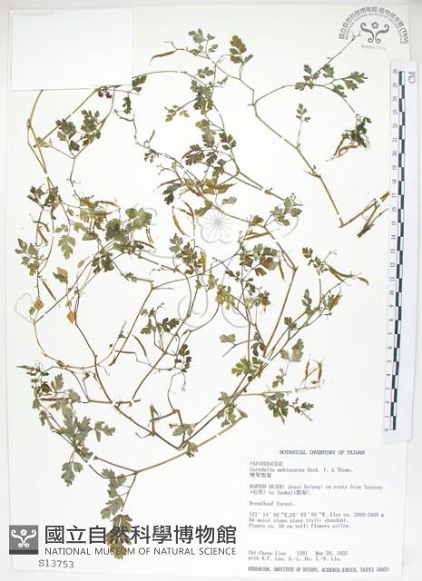 彎果黃菫藏品圖，第1張