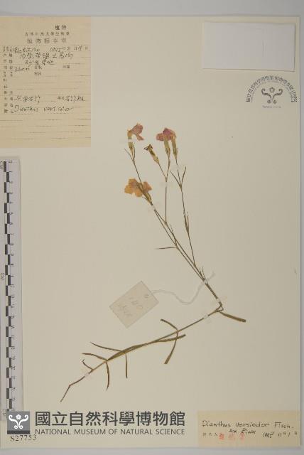 興安石竹藏品圖，第1張