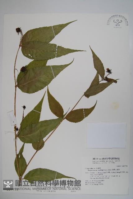 台灣土黨參藏品圖，第1張