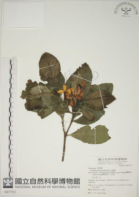 山黃梔藏品圖，第1張