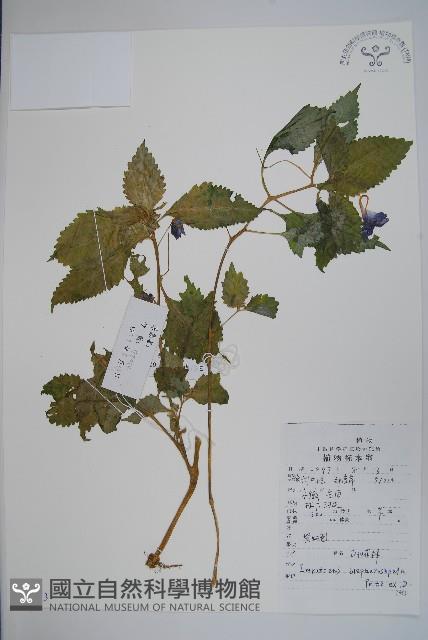 睫毛萼鳳仙花藏品圖，第1張