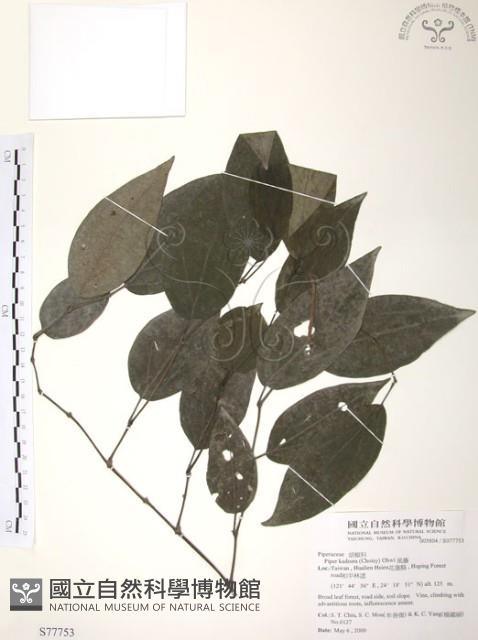 風藤藏品圖，第1張