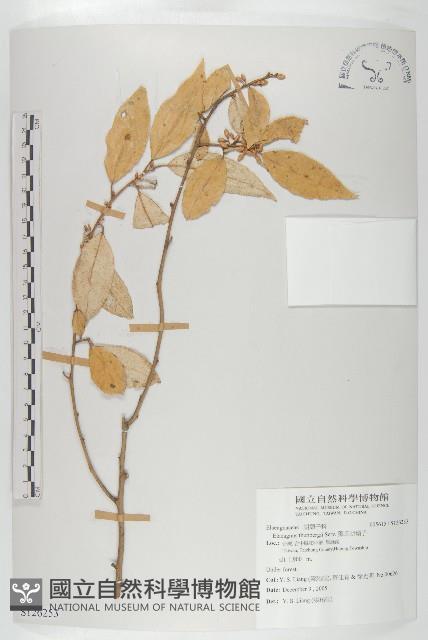 鄧氏胡頹子藏品圖，第1張