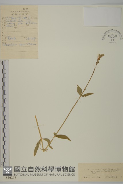 寄奴花藏品圖，第1張