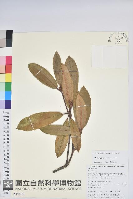 大白杜鵑藏品圖，第1張