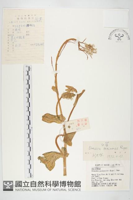 大白菜、結球白菜、卷心白藏品圖，第1張