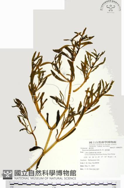 海馬齒藏品圖，第1張
