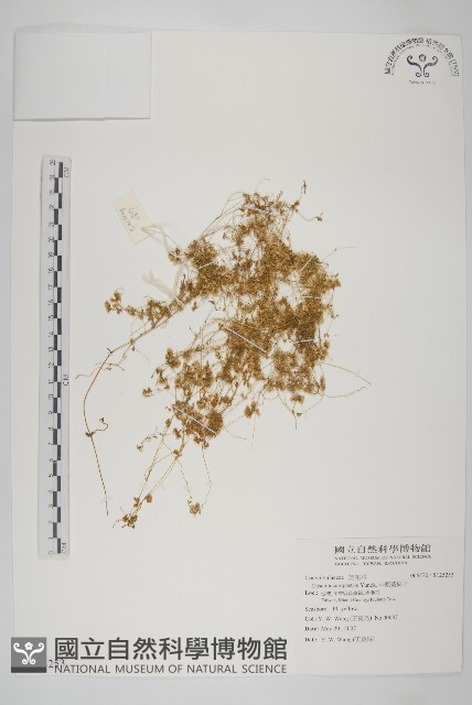平原菟絲子藏品圖，第1張