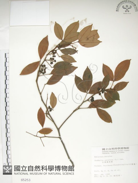 飛龍掌血藏品圖，第1張
