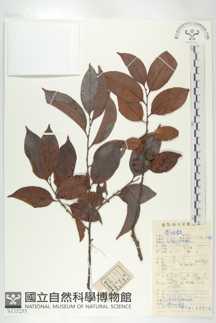山紅柿藏品圖，第1張