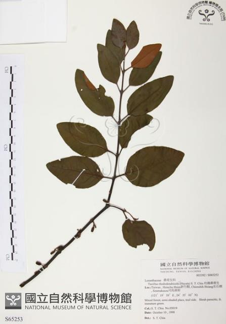 杜鵑桑寄生藏品圖，第1張