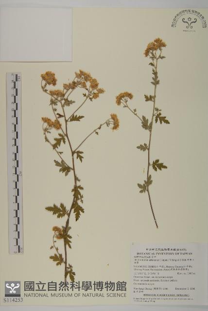 阿里山油菊藏品圖，第1張