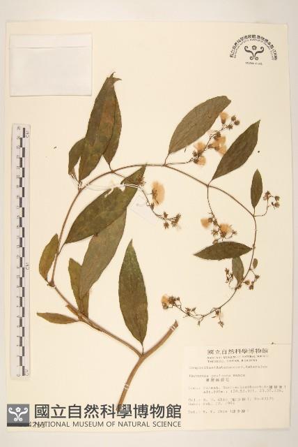 過山龍藏品圖，第1張