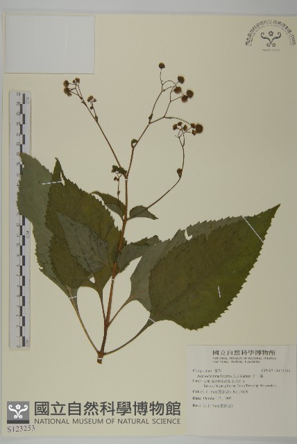 下田菊藏品圖，第1張