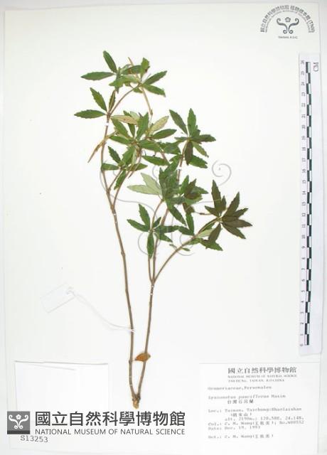 石吊蘭、吊石苣苔藏品圖，第1張