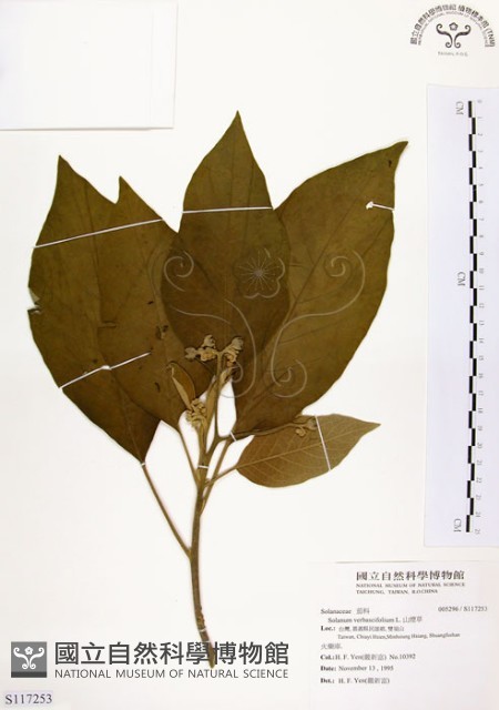 山煙草藏品圖，第1張