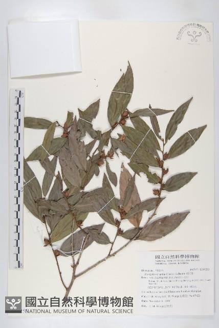 軟毛柿藏品圖，第1張