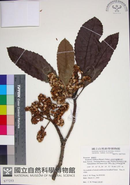 山枇杷、臺灣枇杷藏品圖，第1張