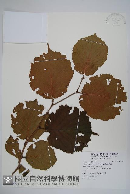 Chinese Filbert Collection Image, Figure 1, Total 2 Figures