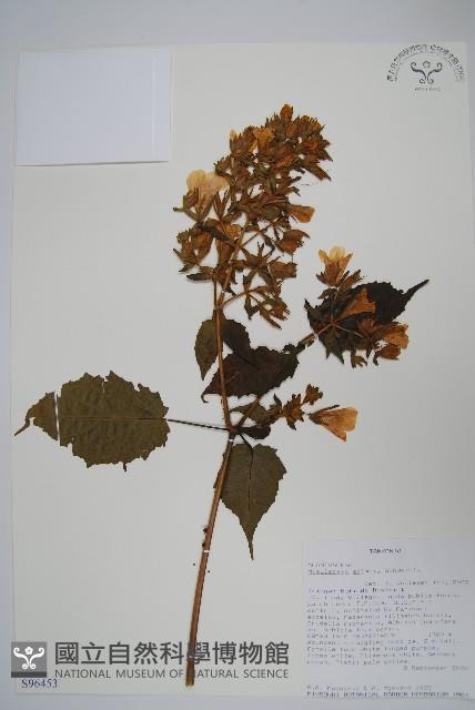 Accession Number:S096453 Collection Image, Figure 1, Total 2 Figures