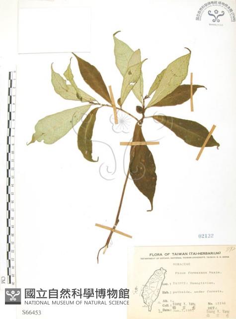 天仙果、臺灣榕藏品圖，第1張