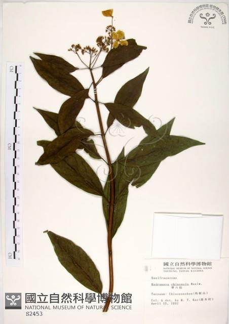 華八仙藏品圖，第1張