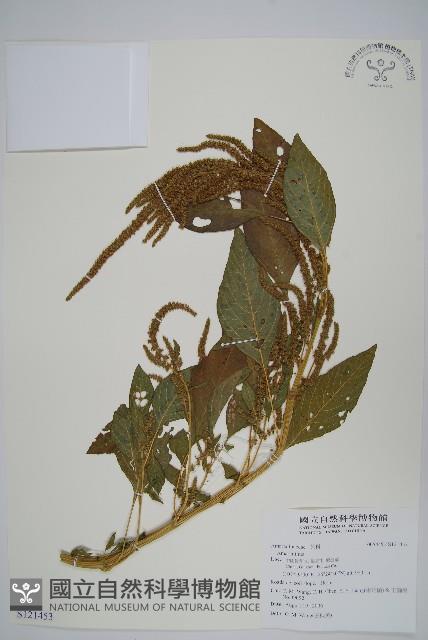 登錄號:S121453藏品圖，第1張