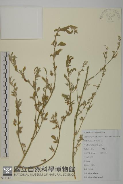 Accession Number:S111453 Collection Image, Figure 1, Total 2 Figures