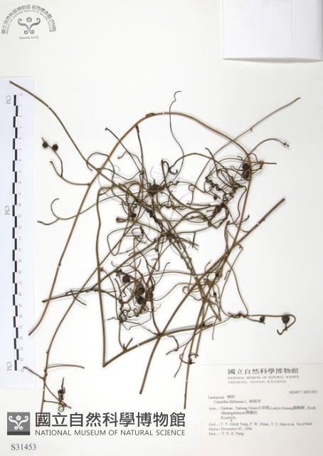 無根草藏品圖，第1張